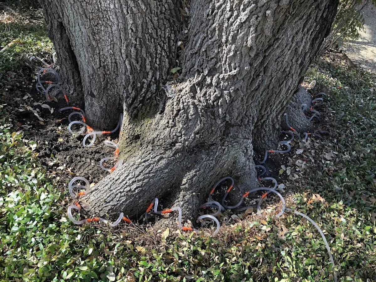 Detailed Tree Cabling and Bracing job site in Everton